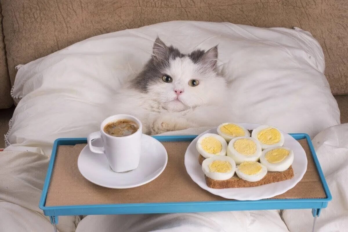 Воскресный сон. Кот утро. Доброе утро кот. Доброе утро с кошками. С добрым утром котенок.