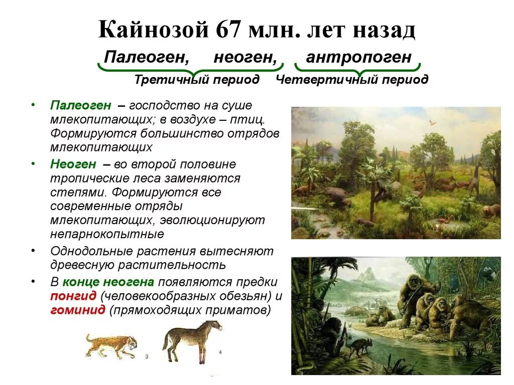 Ароморфозы мезозоя