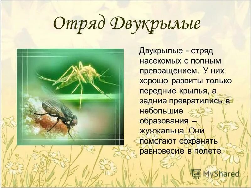 Характеристика признаки двукрылых. Значение двукрылых насекомых. Характеристика отряда блохи. Значение двукрылых в природе. Полезные насекомые для человека и природы.