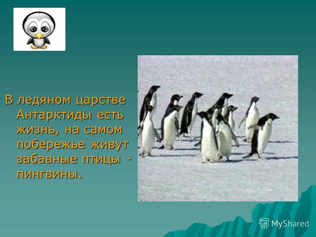 Пингвины обтекаемая форма тела. Отряд пингвинообразные. Как ни странно пингвины это птицы правда. Как ни странно пингвины это птицы. Пингвин благо.