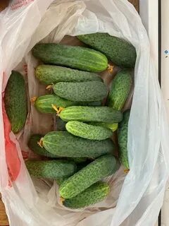 За сколько продают огурцы