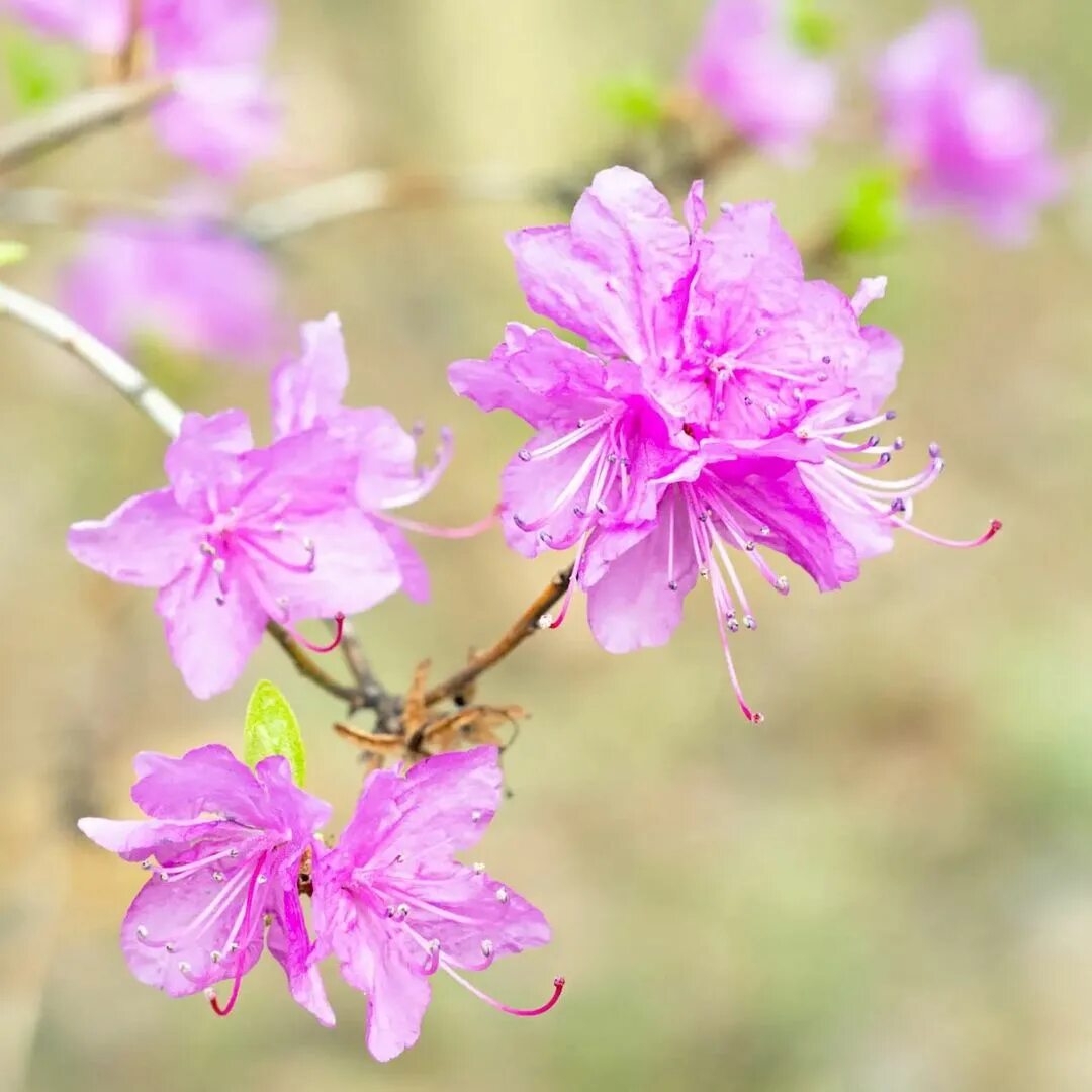 Даурский). Рододендрон ledebourii. Рододендрон ледебура багульник. Рододендрон даурский плантариум. Рододендрон ледебура багульник.