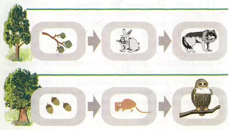 Пищевая цепочка осина заяц волк. Цепочка питания осина заяц волк. Трава заяц волк цепь питания. Пищевая цепочка в лесу 3 класс окружающий мир. Цепи питания примеры 3 класс окружающий