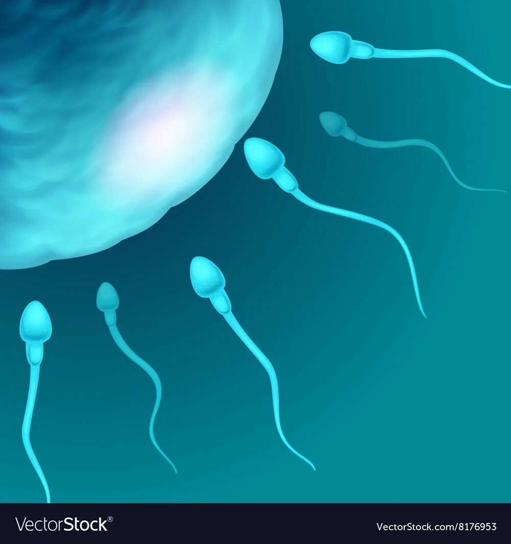 Морфология спермограммы норма. Неподвижные спермии. Спермий — неподвижная мужская гамета. Сперматозоиды морской свинки под микроскопом. Половые клетки биология.