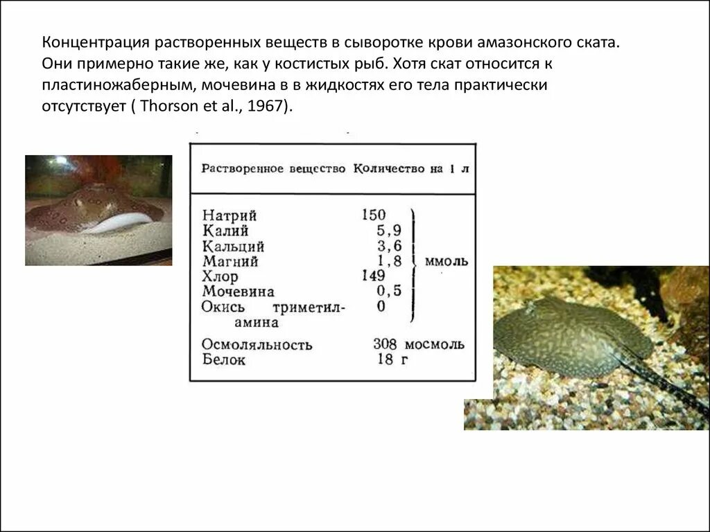 Мочевина у каких животных. Водно-солевой обмен у животных. концентрация растворенного вещества. водно солевой обмен у амфибий. содержание растворенного вещества.
