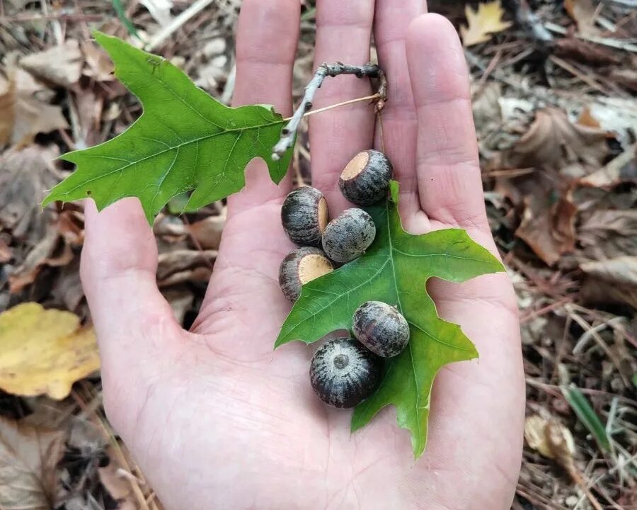 Болотные плоды. Дуб болотный Quercus palustris. Семена дуба. Дуб красный желуди. Семена дуба красного.