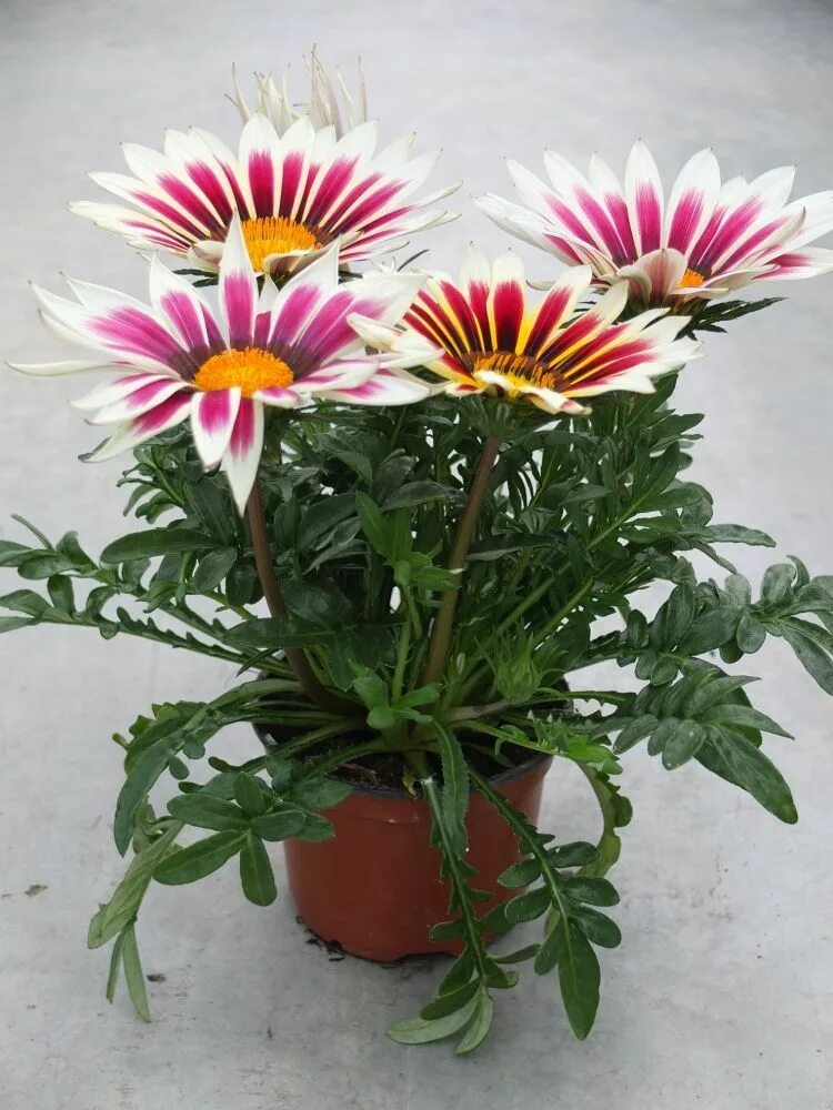 Купить Семена Гацания жестковатая (Gazania rigens) "Gazoo" (purple shades) Raw П