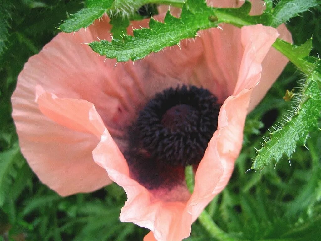 Мак многолетний семена. Мак Восточный (Papaver orientale). Мак Восточный Papaver orientale 'Cedar Hill'. Мак Восточный Papaver листья. Мак Восточный Raspberry Queen.