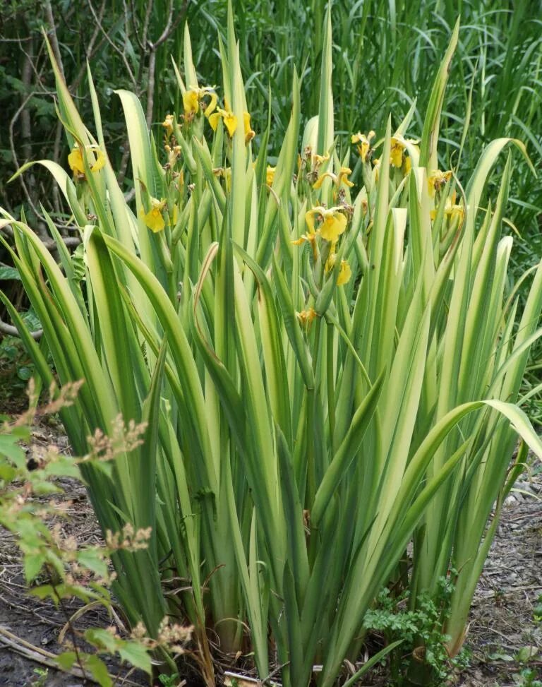 Ирис болотный (аировидный). Ирис болотный Вариегата. Ирис болотный variegata. Iris pseudacorus variegata. Аир желтый