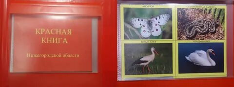 Красная книга в детском саду