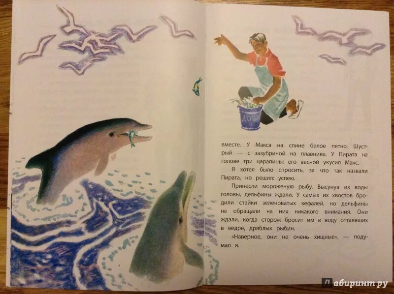 Девочка и дельфин. Сахарнов. Девочка и дельфин с. Рассказ девочка и дельфин. Рассказ девочка и дельфин.