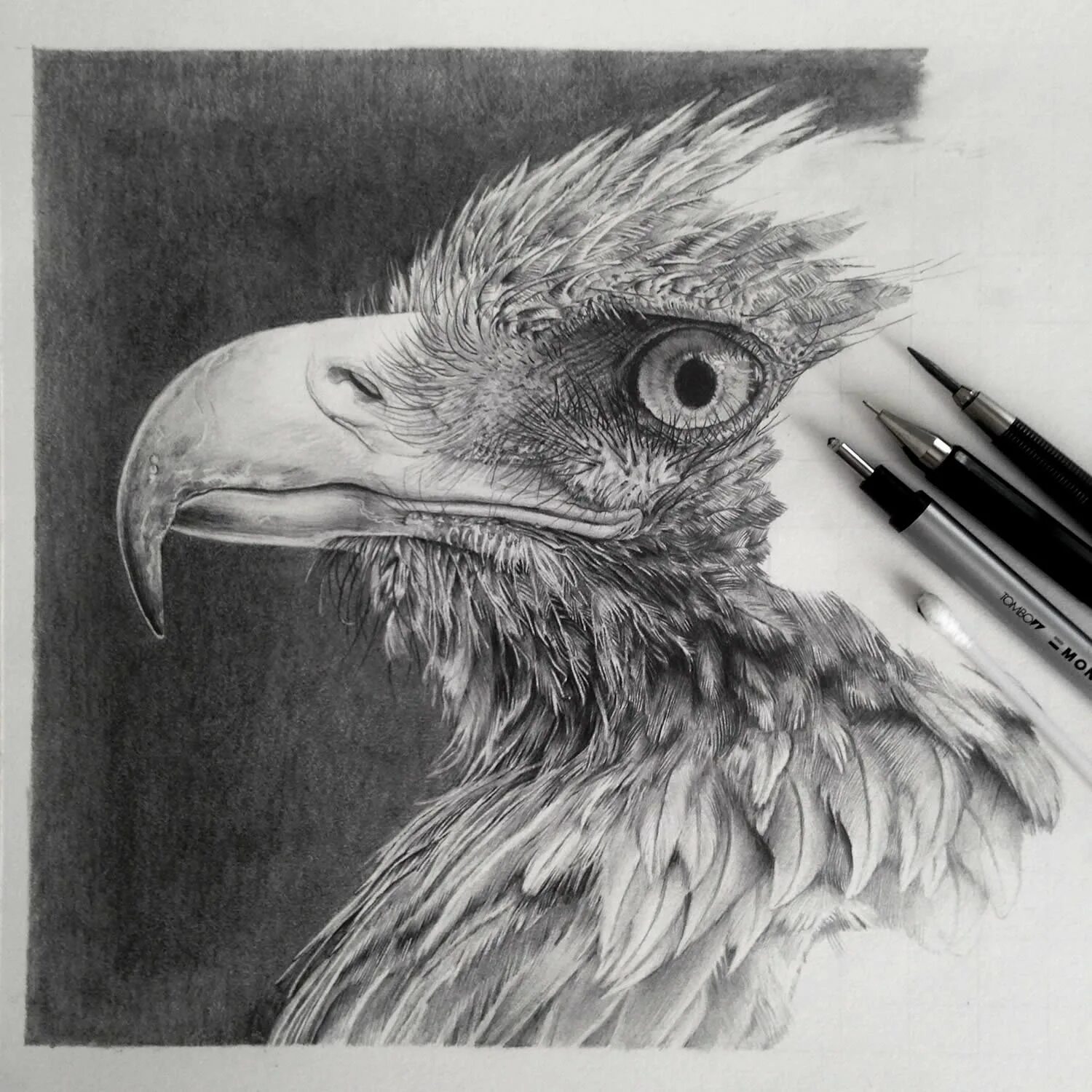 Рисунки карандашом. Графика карандашом. Животные карандашом. Профессиональные рисунки. Pencil work