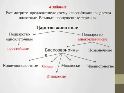 Беспозвоночные животные схема
