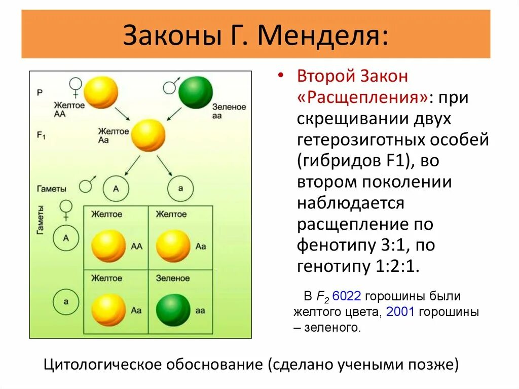 Запишем соотношение генотипов и фенотипов. Соотношение по генотипу 3 закон Менделя. 3 Закон Менделя фенотип. Первый закон Менделя по генотипу и фенотипу. Первый закон Менделя.