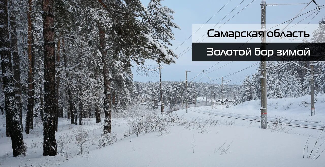Золотой бор самара. Золотой бор самара
