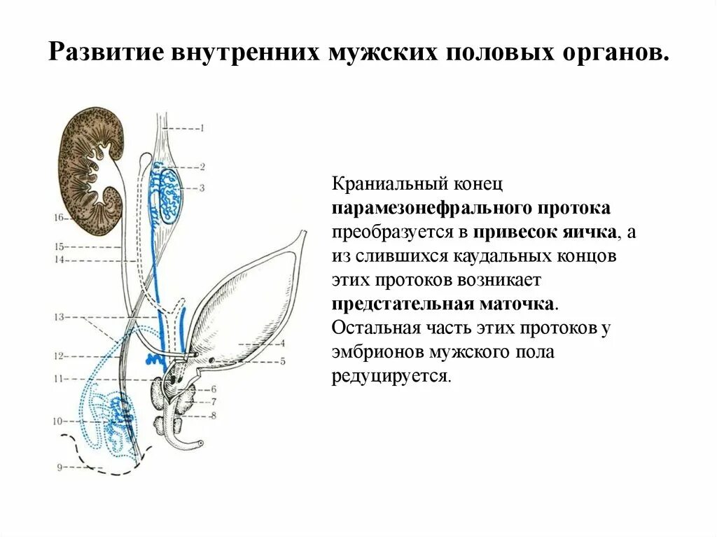 Как устроена мужская половая система где происходит. Развитие мужской половой системы схема. Формирование мужских половых органов. Внутренние мужские половые органы. Источник развития половых органов.