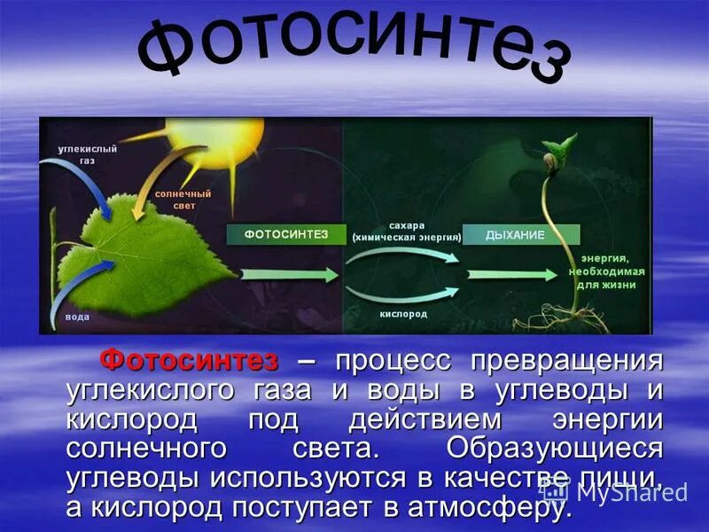 Перемещается углекислый газ из митохондрий в атмосферу. В процессе фотосинтеза кислород образуется. Фотосинтез выделение углекислого газа. Поглощается углекислый ГАЗ при фотосинтезе. В процессе фотосинтеза.кислород углекислый ГАЗ.