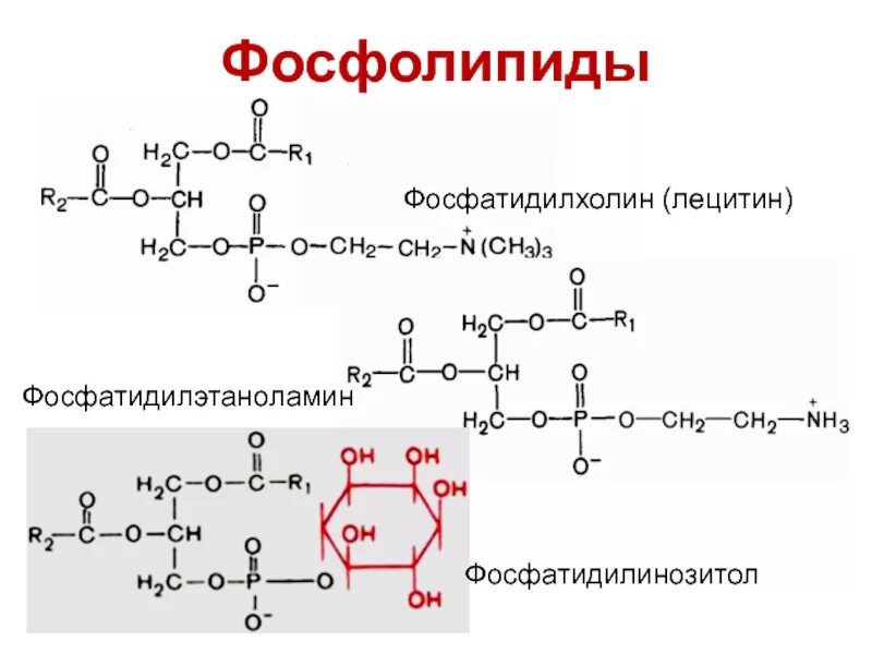 Строение фосфолипида на примере фосфатидилхолина Липиды: фосфатидная кислота строение; фосфолипиды (фосфатидилколамины, фосфати