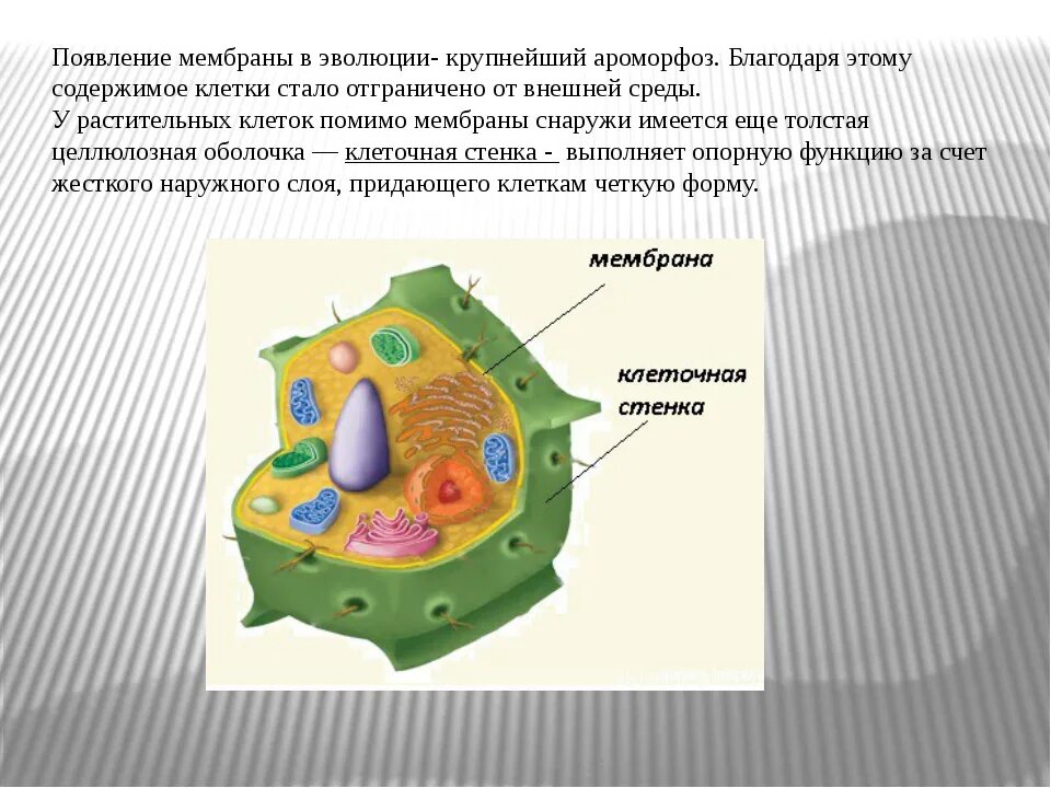 Клетка мембрана и цитоплазма.