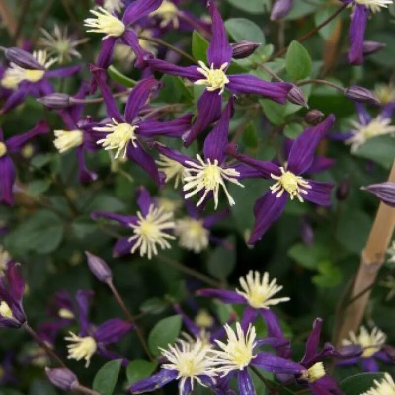 Aromatica клематис. Клематис ароматный Clematis aromatica. Клематис flammula/recta. Клематис Ломонос Clematis flammula.