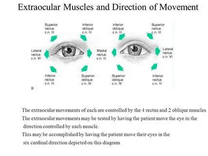 Eye movement