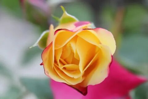 Top rose