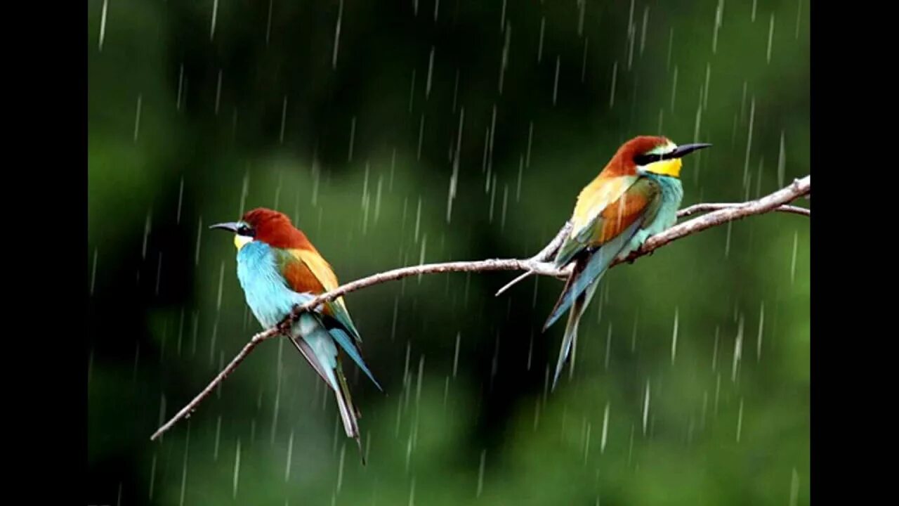 Пенья дождя. Птицы в дождливом лесу. Лес с дождем птицы. Птицы поют. Птички поют под дождиком.