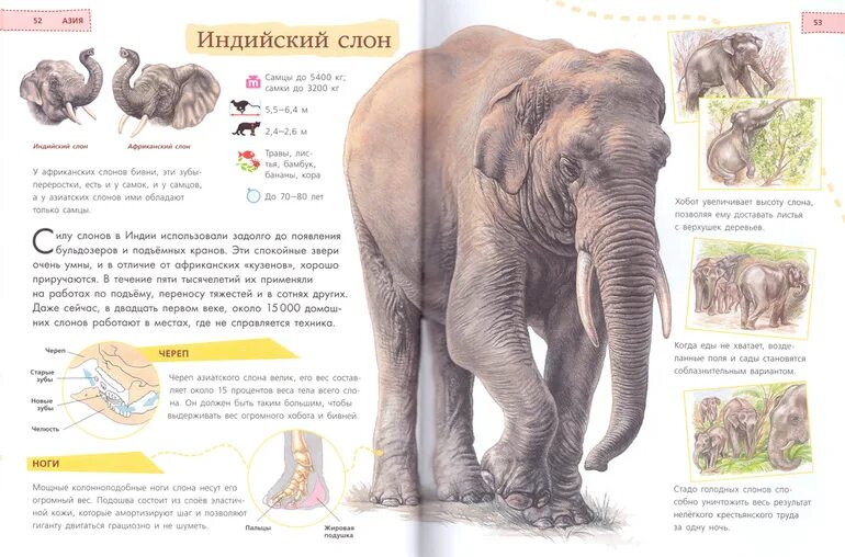 Словно слон текст. Энциклопедия про слона. Статья из энциклопедии о животных.