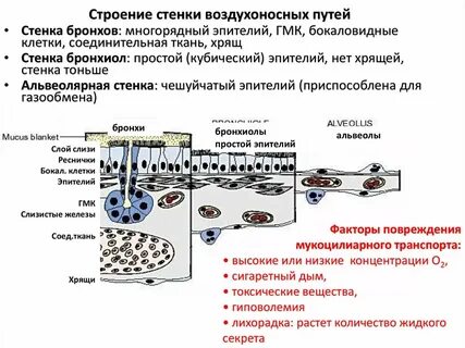 Клетки воздухоносных путей