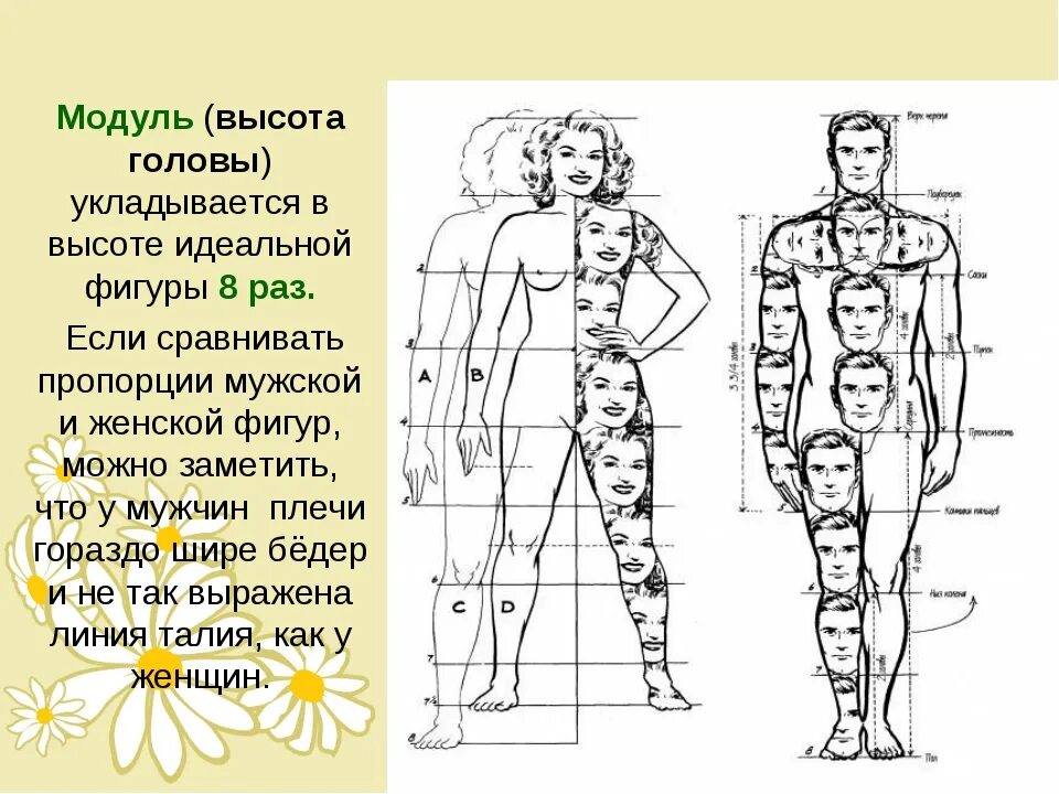 Голова ноги туловище. Пропорции головы и тела человека. Пропорции строения тела человека. Соотношение головы и Теда. Пропорции человеческого Тула.