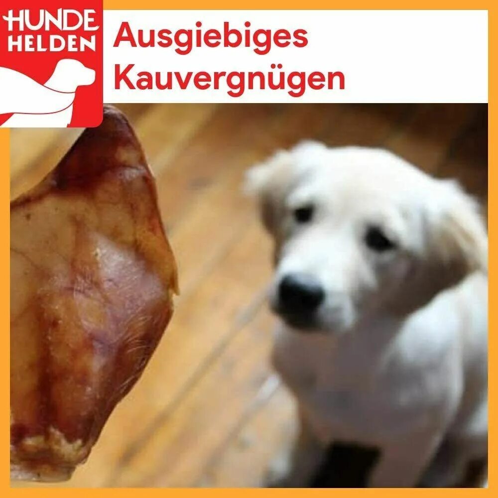 Гордая собака. Печенье для собак. Dog treats. Корм для собак. Золотистый ретривер с хозяином.