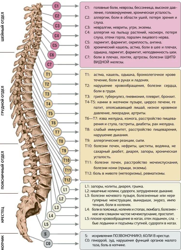 Остистые отростки позвоночника что это массаж. Шейный отдел позвоночника таблица. Позвоночникболь. Болезни спины и позвоночника названия. Болит позвоночник.