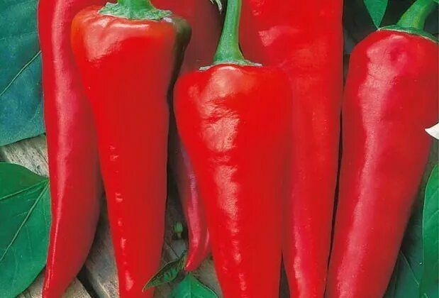 сорта острого перца для открытого грунта. сорта горького полуострого перца. сорта острых перцев для открытого грунта. перец кустарниковый остряк. сорта пикантного перца для открытого грунта.