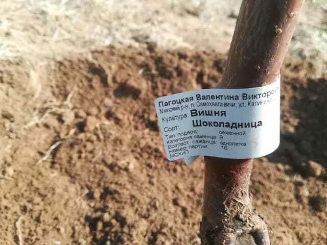 Как правильно посадить вишню шоколадницу