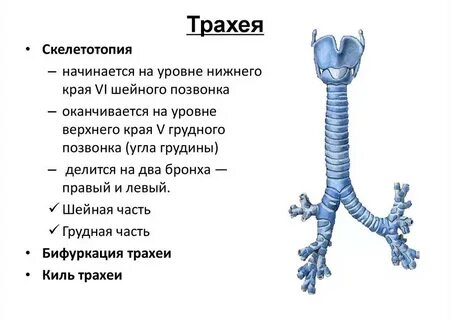 Строение трахеи животных