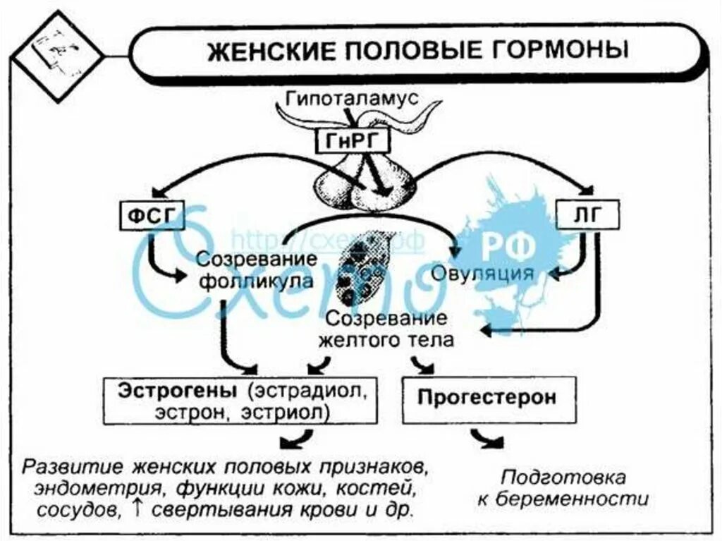 Половые гормоны и их функции. Физиология половых гормонов. Регуляция женских половых гормонов. Женские половые гормоны и их роль. Гормоны женских органов