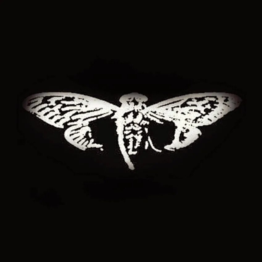 Цикада 3301 арт. Цикада 33 0. Цикада 3301 утка. Cicada 3301 головоломки. Цикада 33 0.