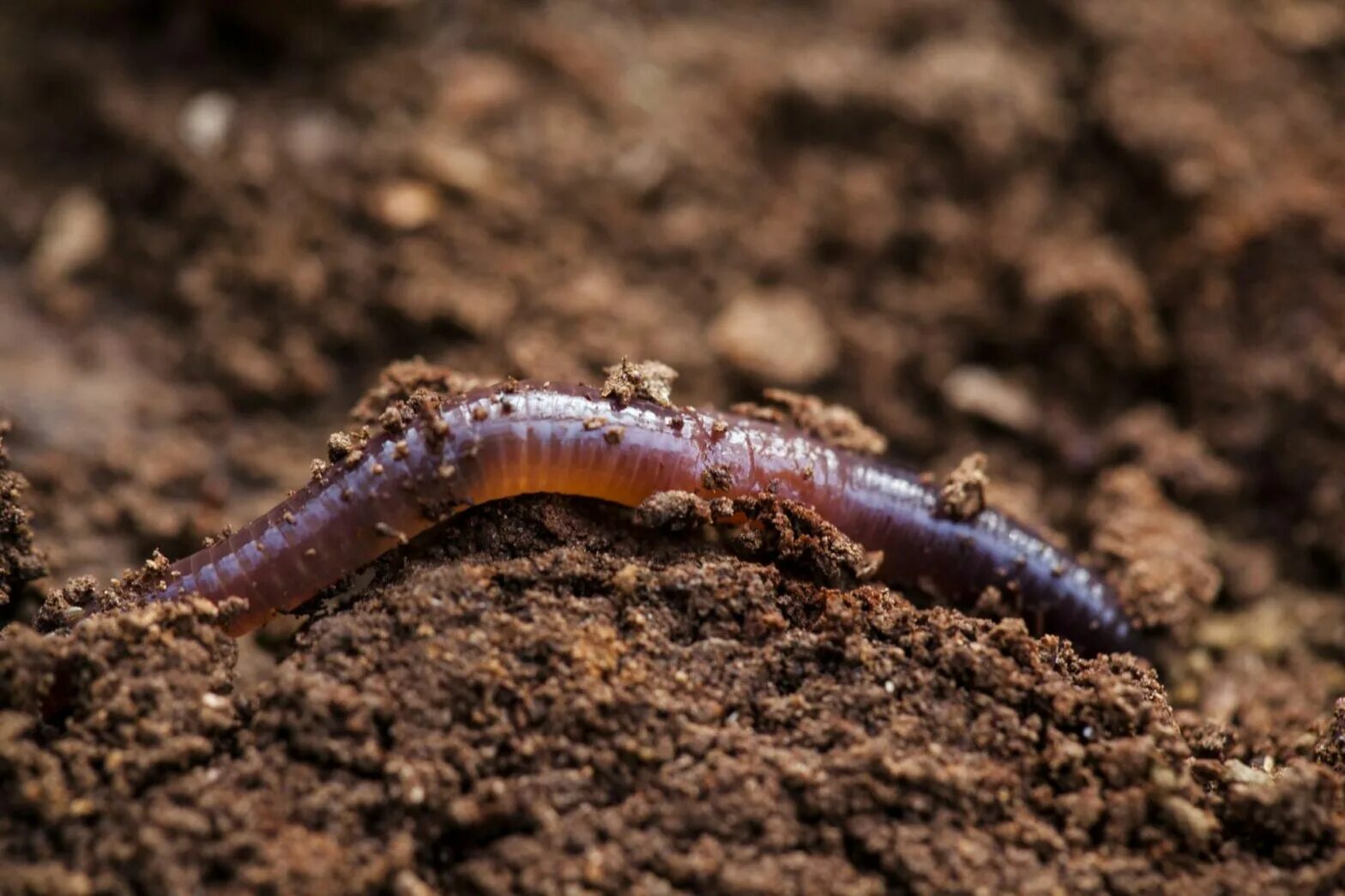 Червь трава. Дождевые черви вермикультура. Червь Земляной (Lumbricus terrestris). Почвенные подуры.