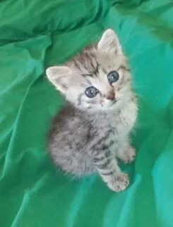 Коты екатерины 2