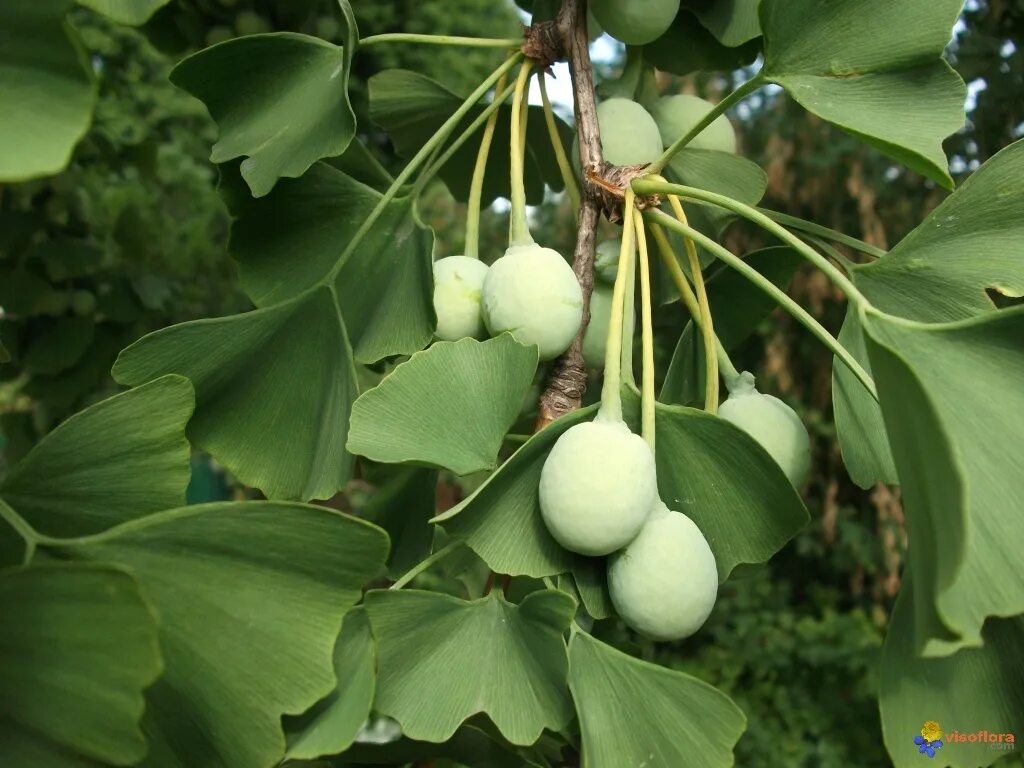 Гинкго двулопастной деревья. Гинкго двулопастный дерево. Ginkgo biloba (гинкго). Гинкго билоба растение. Гинкго билоба двулопастный.