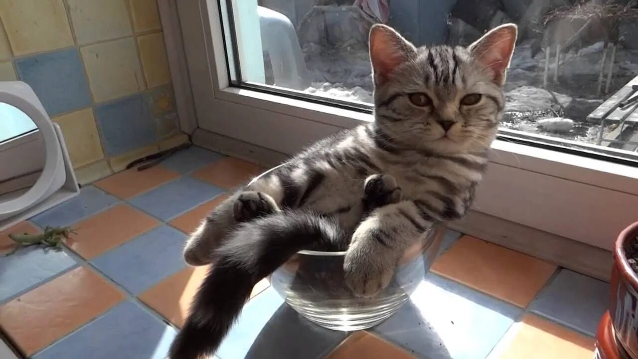 Кошки до слез с озвучкой. Кошки до слез с озвучкой. Кошка пожалуй сяду здесь. Кошки до слез с озвучкой. Кошки до слез с озвучкой.