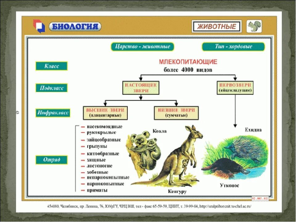 Млекопитающие урок 7 класс. Класс млекопитающие животные. Биологическая систематика млекопитающих. Систематика млекопитающих схема. Класс млекопитающие схема.