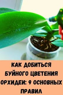 Продлить цветение
