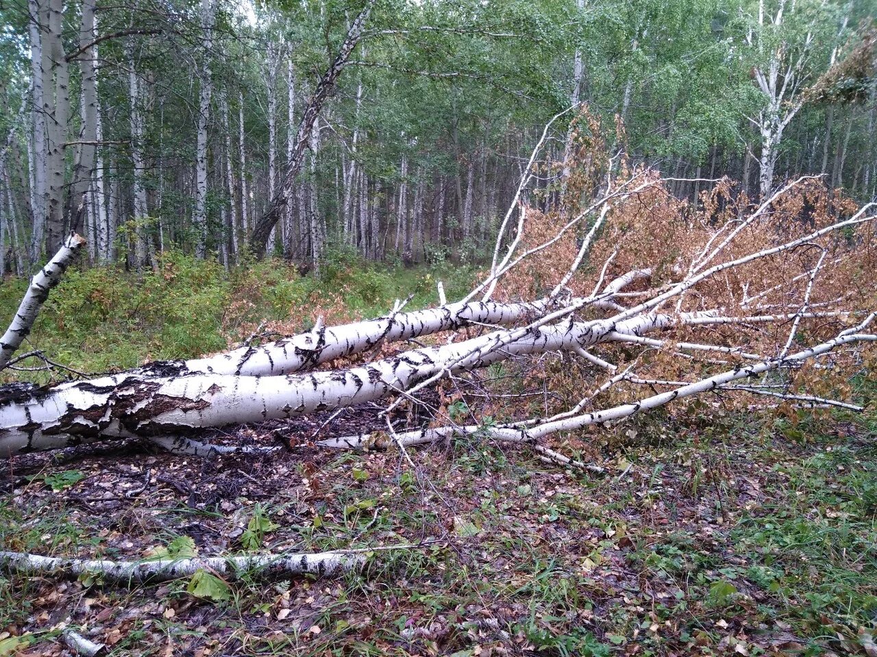 Пилим валежник