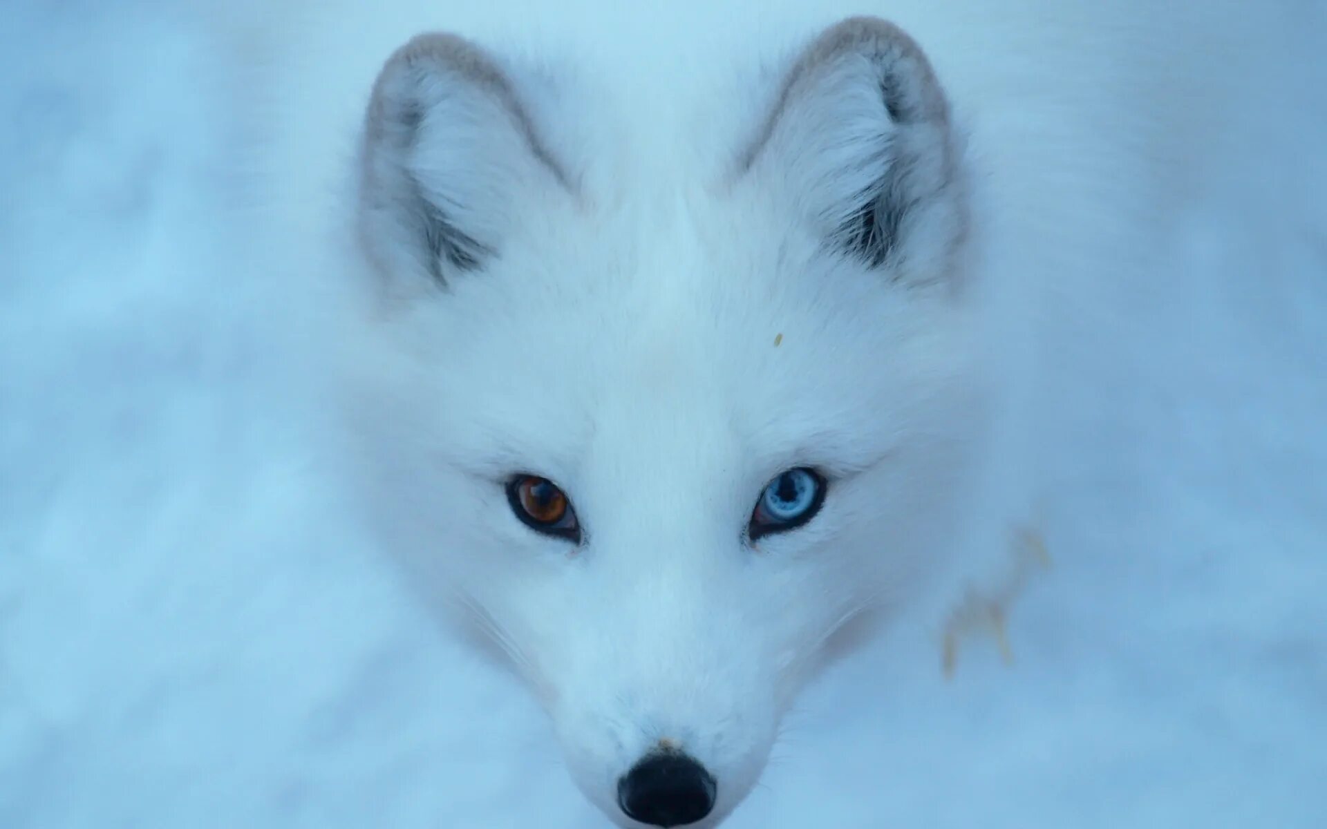 Сон белый лис. Песец. Сон белый лис. Голубой песец. Песец полярная лиса.