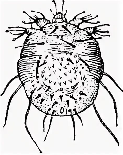 Чесоточный клещ цикл развития. Чесоточный зудень (sarcoptes scabiei). Схема жизненного цикла чесоточного клеща. Чесоточный клещ sarcoptes scabiei. Чесоточный клещ жизненный цикл.