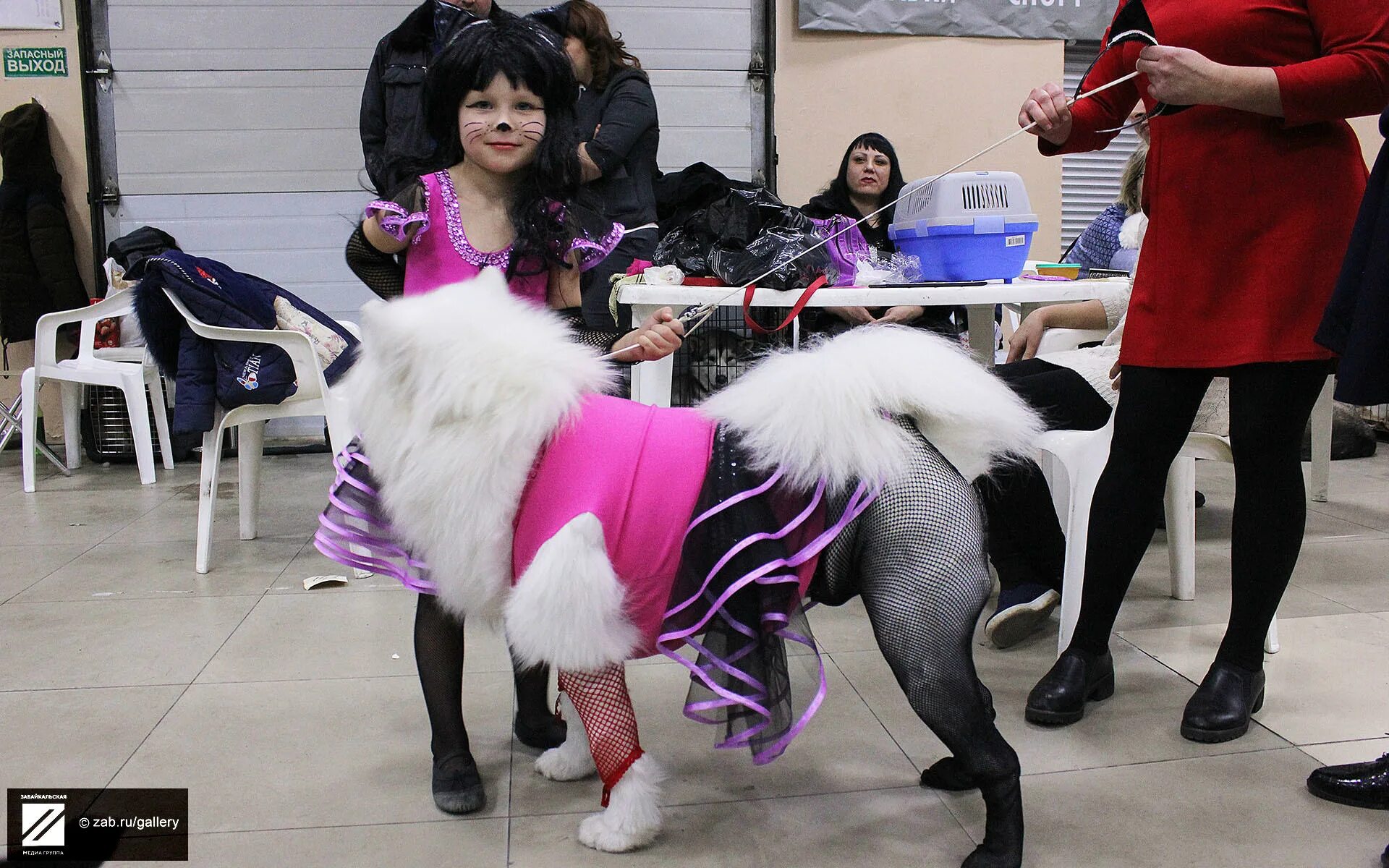 Конкурс костюмов для собак. Выставка костюмов собак. На выставке собак. Конкурс костюмов на выставке собак.