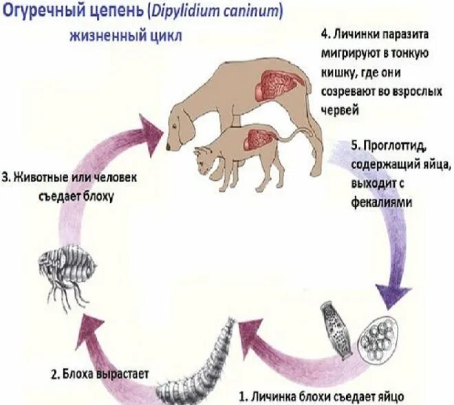 Цикл животных. Жизненный цикл гельминтов в организме человека. стадии.жизненногоициклп паразита. стадии жизненного цикла паразита. жизненный цикл паразитов схема.
