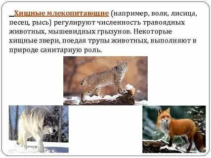 Хищнический значение