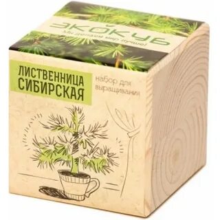 Сибирская лиственница 7